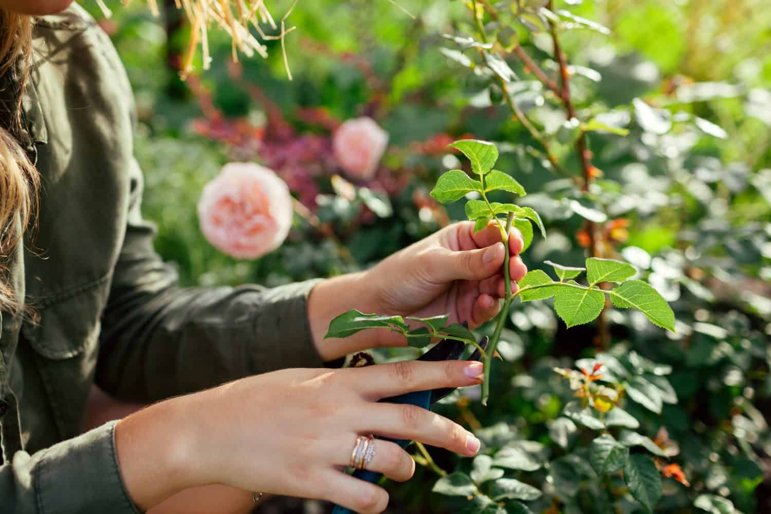 Propagation of roses. Gardener holding rose stem cutting in summer garden. Plant reproduction. Woman using pruner. Close up