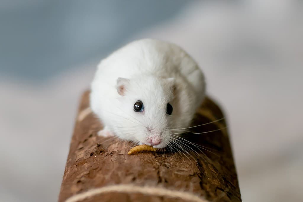 Pearl coloured pet winter white dwarf hamster eating a mealworm and staring at the camera