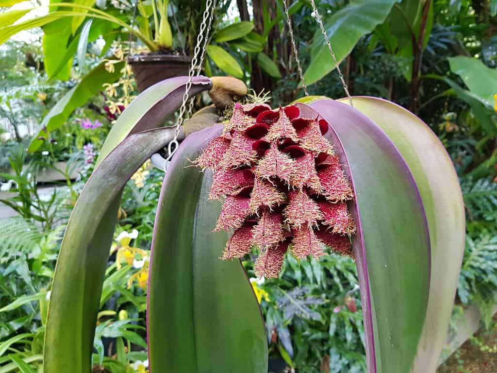 Bulbophyllum phalaenopsis is a species of orchid in the genus Bulbophyllum. Orchidaceae family.