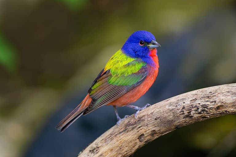 Painted Bunting (Passerina ciris) in spring