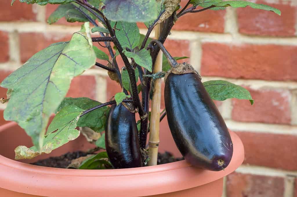 Closeup detail of aubergine fruit (eggplant) plant growing outside in a pot, UK