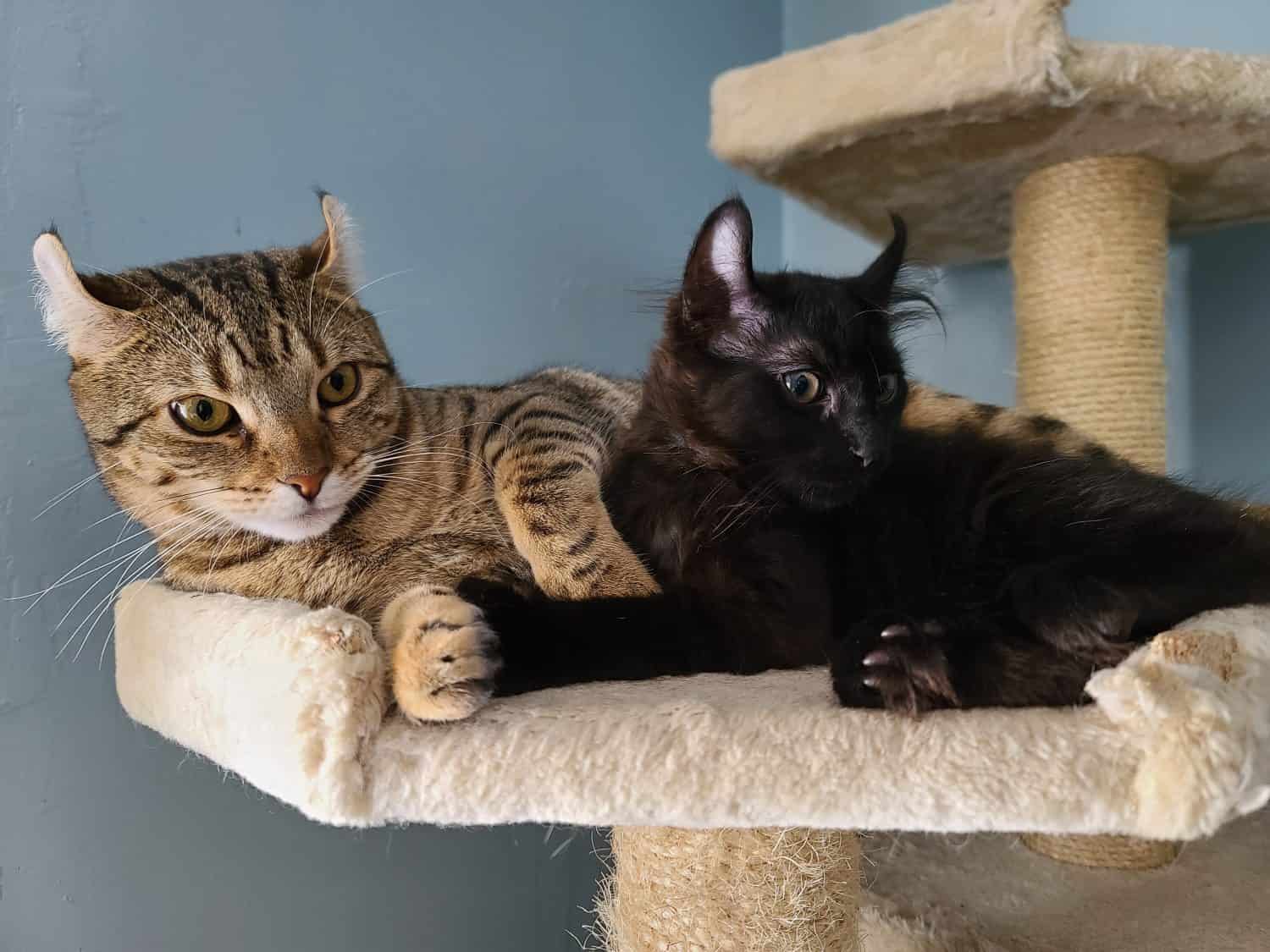 Two highlander kittens curled up on a cat tower together. The younger cat is all black and the older cat is brown and black stripes.