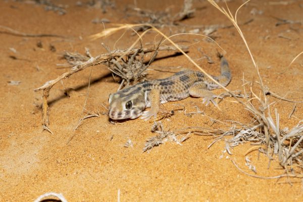 The Top 10 Most Recommended Types of Pet Geckos - A-Z Animals