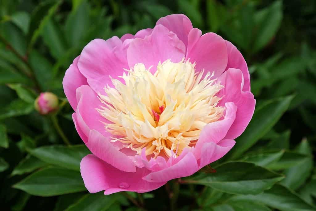 Paeonia lactiflora 'Bowl Of Beauty' in flower.