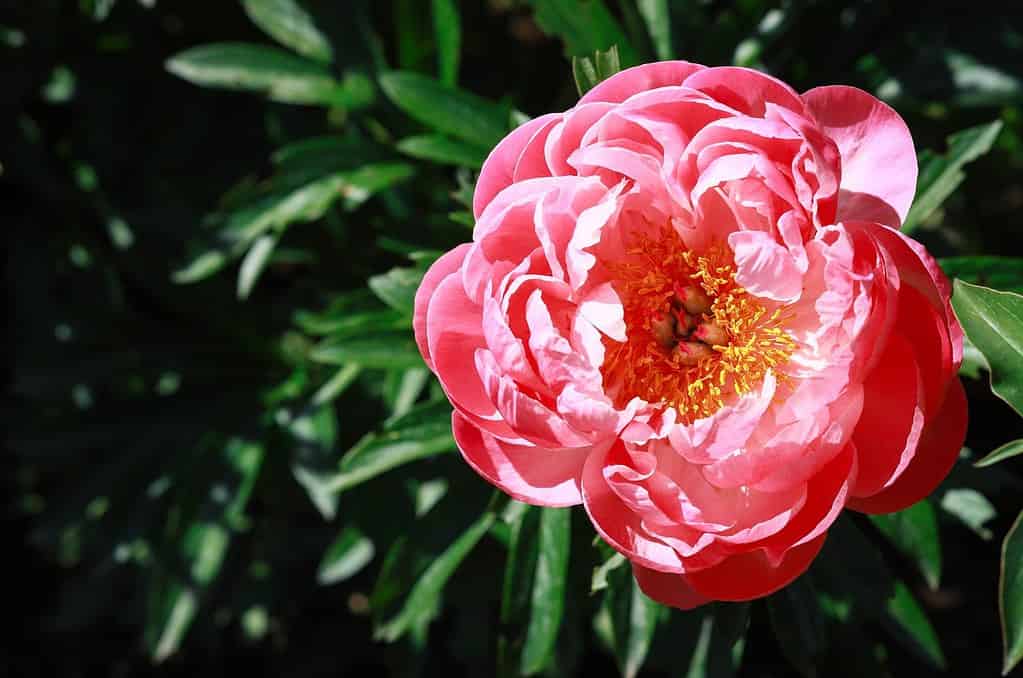 Flowering coral hybrid peony "CORAL CHARM"in the spring garden