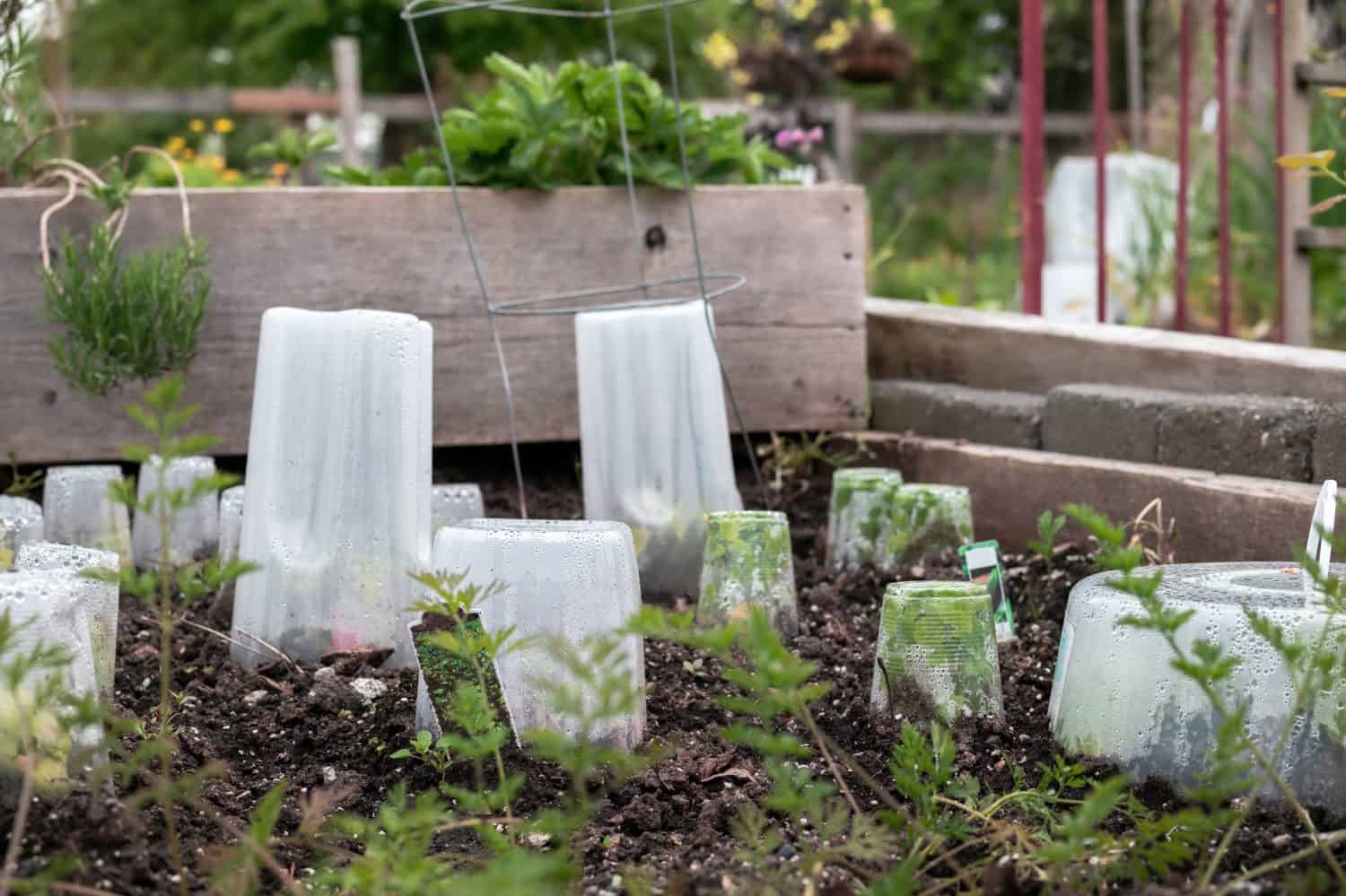 Vegetable plants covered with cloche to protect from frost, cold temperatures and rain. Many different sized plastic containers placed over young plant seedling in garden bed. Selective focus.