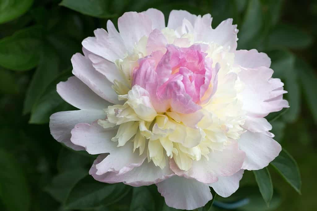 Soft pink cream peony flower head close up in garden with green leaves on sunny day. Lat. Paeonia lactiflora Raspberry Sundae