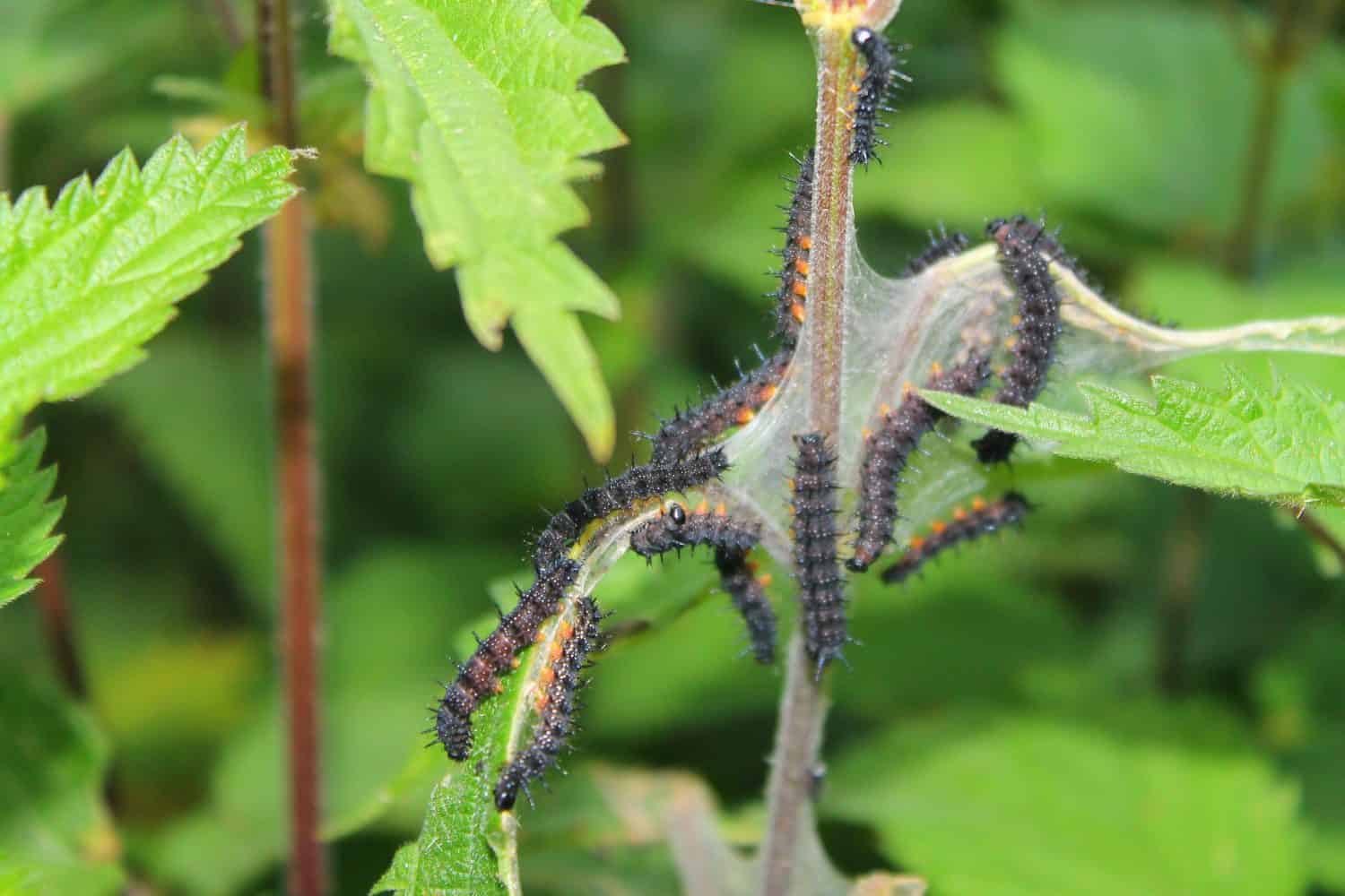 Red admiral butterfly caterpillars on stinging nettles in England.