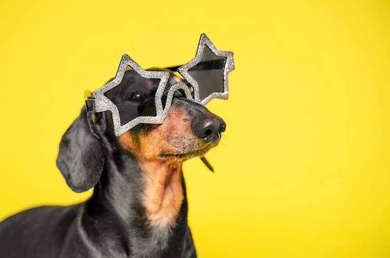 Important dog in star glasses portrait profile close-up. Dachshund in stage image of rock and roll star. Proud profile of dog wearing sunglasses, star fever. Stylish clothes and accessories for pets.