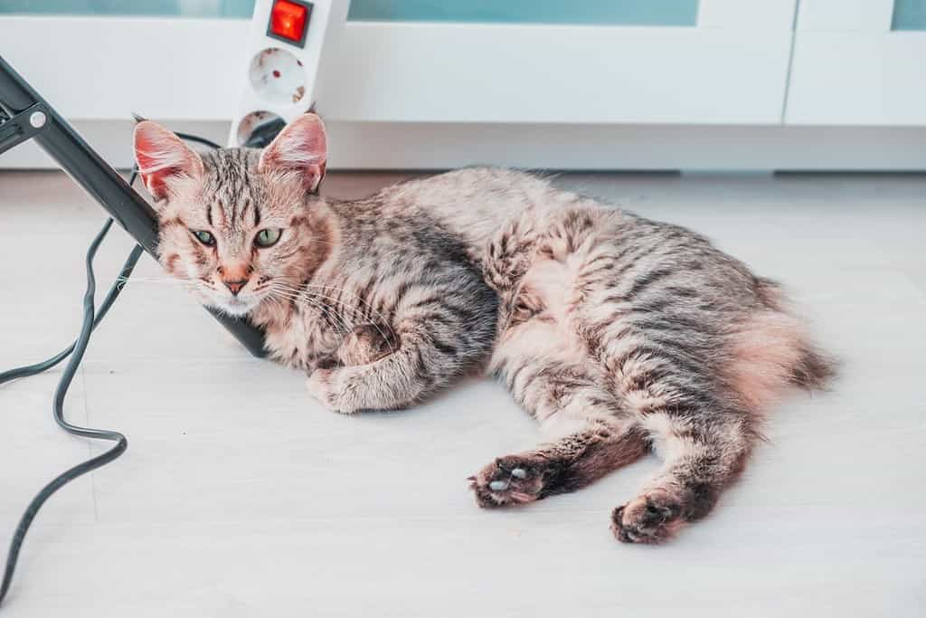 Cat lying on the leg of a piece of furniture in the house looks amused waiting for his toy. Pixie Bob breed feline. Very rare and exotic animal related to the Spanish Iberian lynx. Rest peacefully.