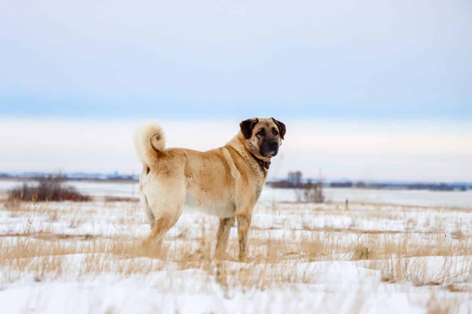 Turkish Kangal dog in winter. Livestock guardian dog.