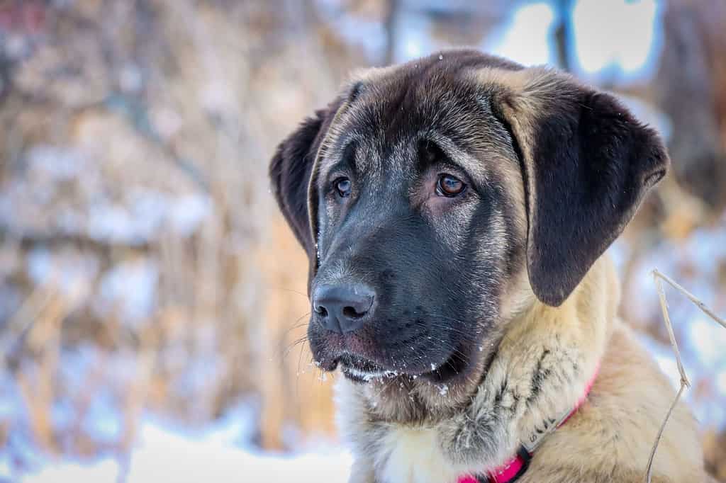 Kangal Shepherd Dog Lifespan: Average Life Expectancy and More! - A-Z ...