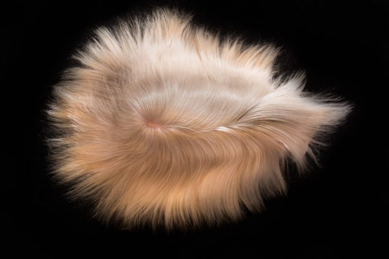 Peruvian Satin Guinea Pig