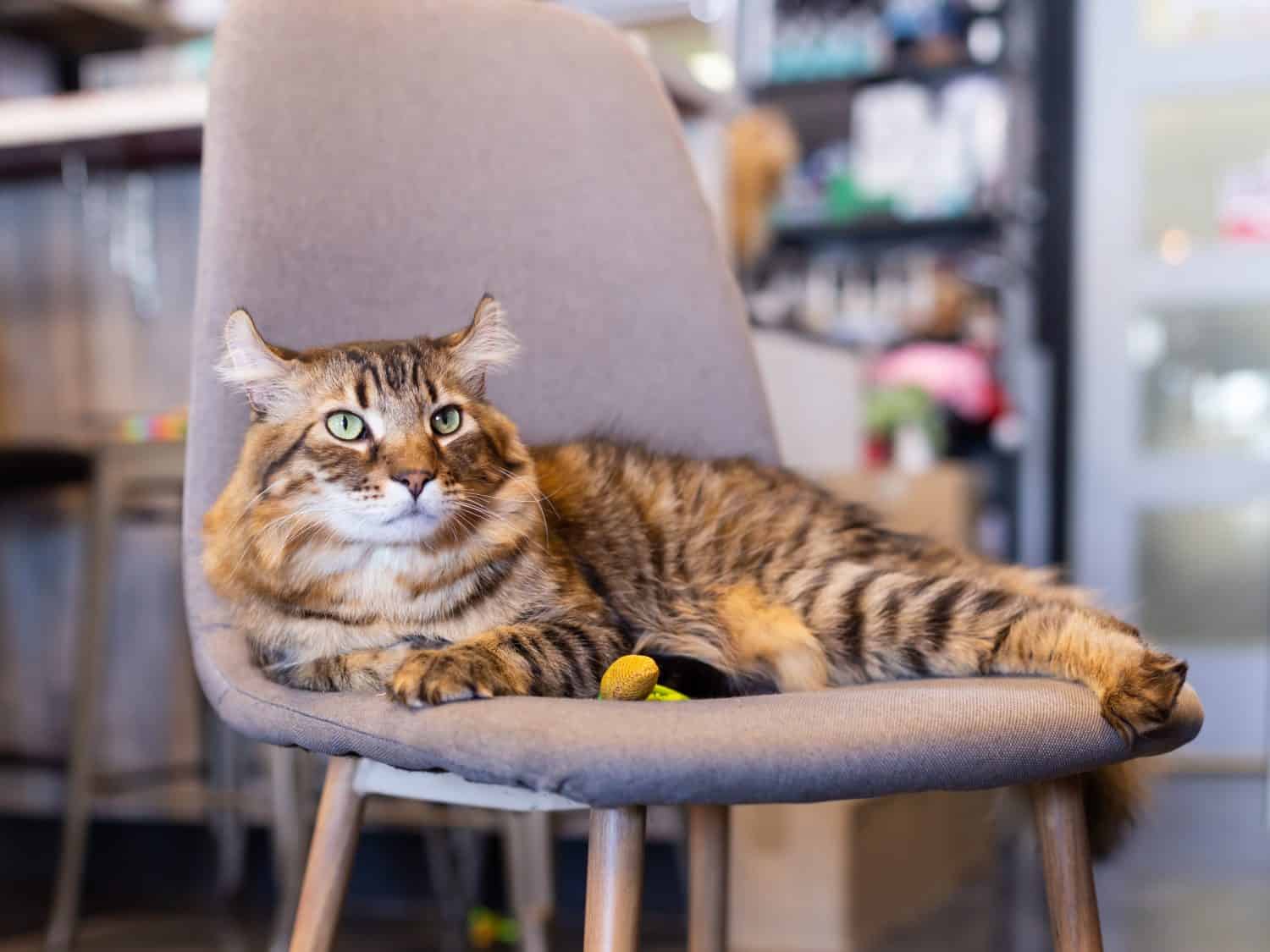 Selective focus view of serious looking Highlander cat lying down on chair indoors