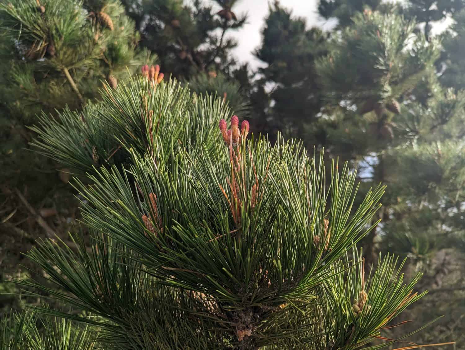 closeup of bishop pine, pinus muricata