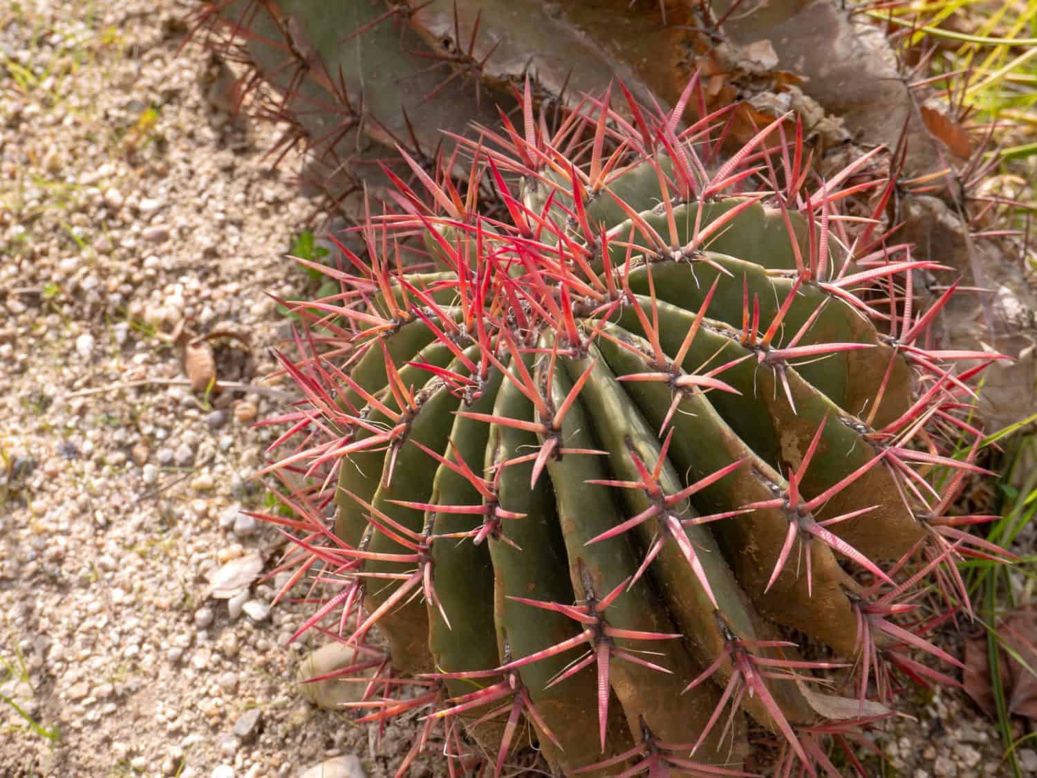 Mexican Fire Barrel Cactus or ferocactus pringlei succulent plant with bright red spines