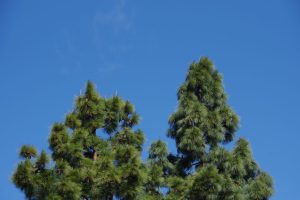 Monterey Pine vs. Bishop Pine Tree: 6 Differences Between These Towering Giants Picture