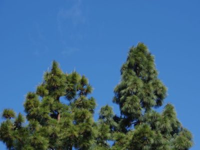 A Monterey Pine vs. Bishop Pine Tree: 6 Differences Between These Towering Giants