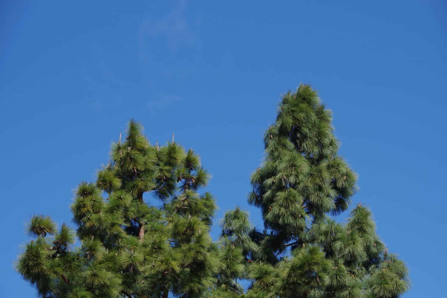 Tall Monterey Pine trees under blue sky