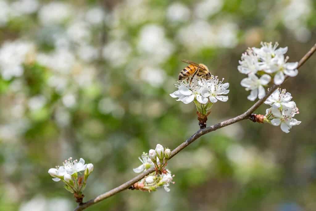 A honey bee visiting Crataegus marshallii flowers on a spring day.