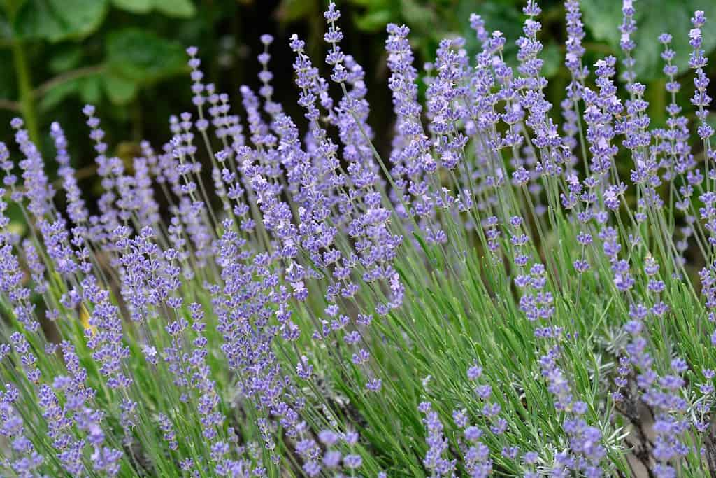 Broadleaved lavender flowers - Latin name - Lavandula latifolia