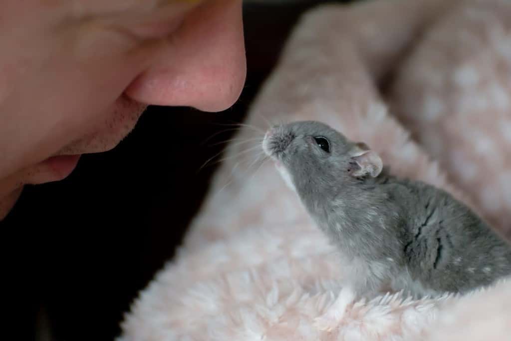 Cute grey dwarf hamster looking up at human man, nose to nose