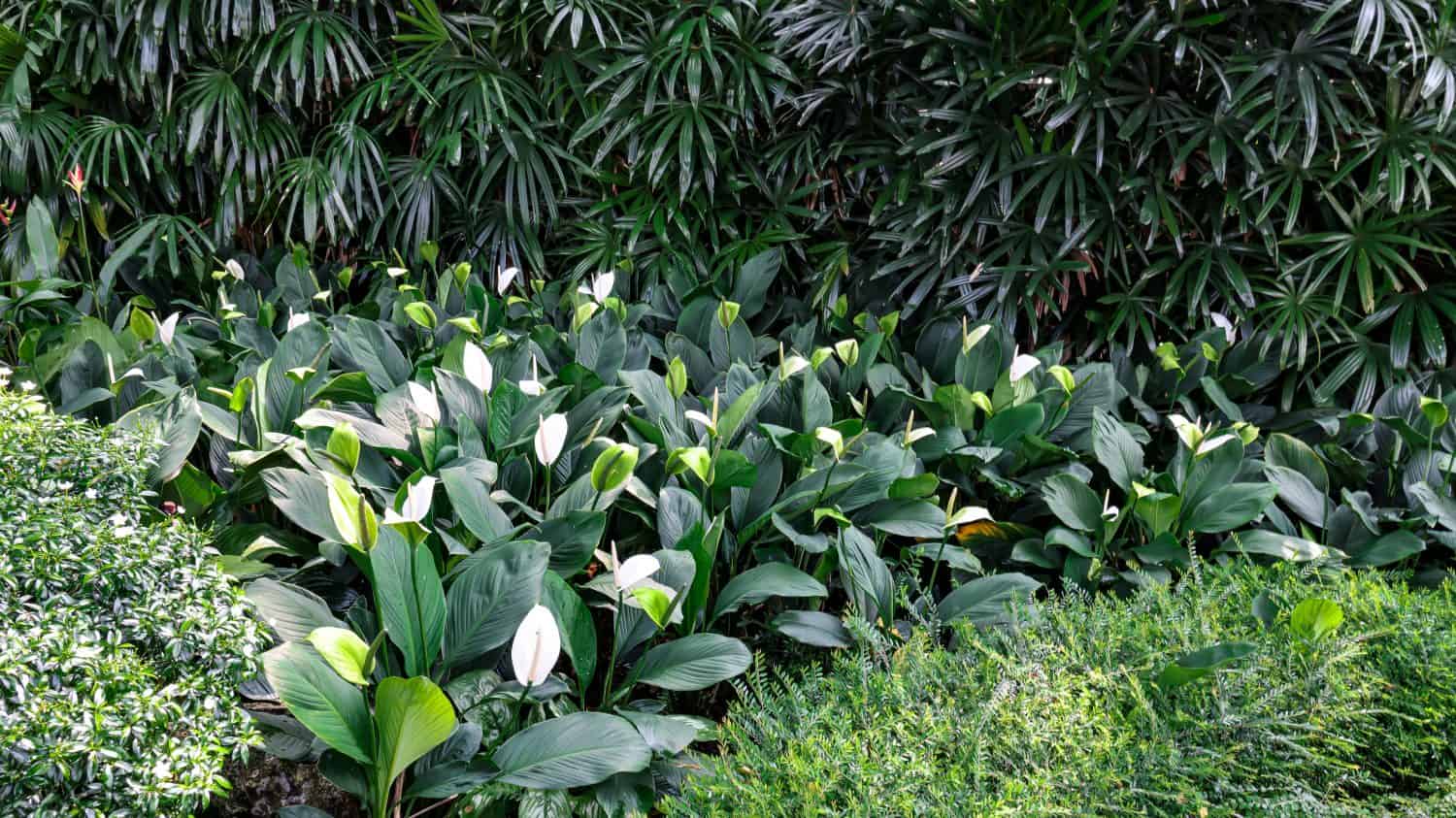 The Peace Lily (Spathiphyllum wallisii) flowers are produced in a spadix (flowery stem) surrounded by a spathe (modified leaf). Spathe is white when newly opened, turns green and then brown with age. 
