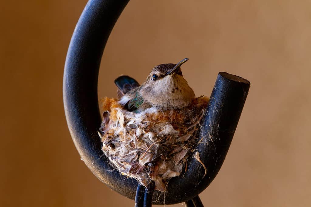 Patio planter hanger hook is home base for female hummingbird and tiny nest in civilization and nature concept