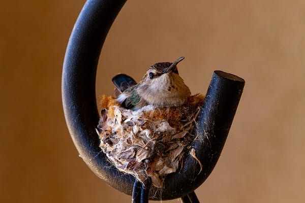 Hummingbird Nesting 101: How These Tiny Birds Bring New Life into the ...