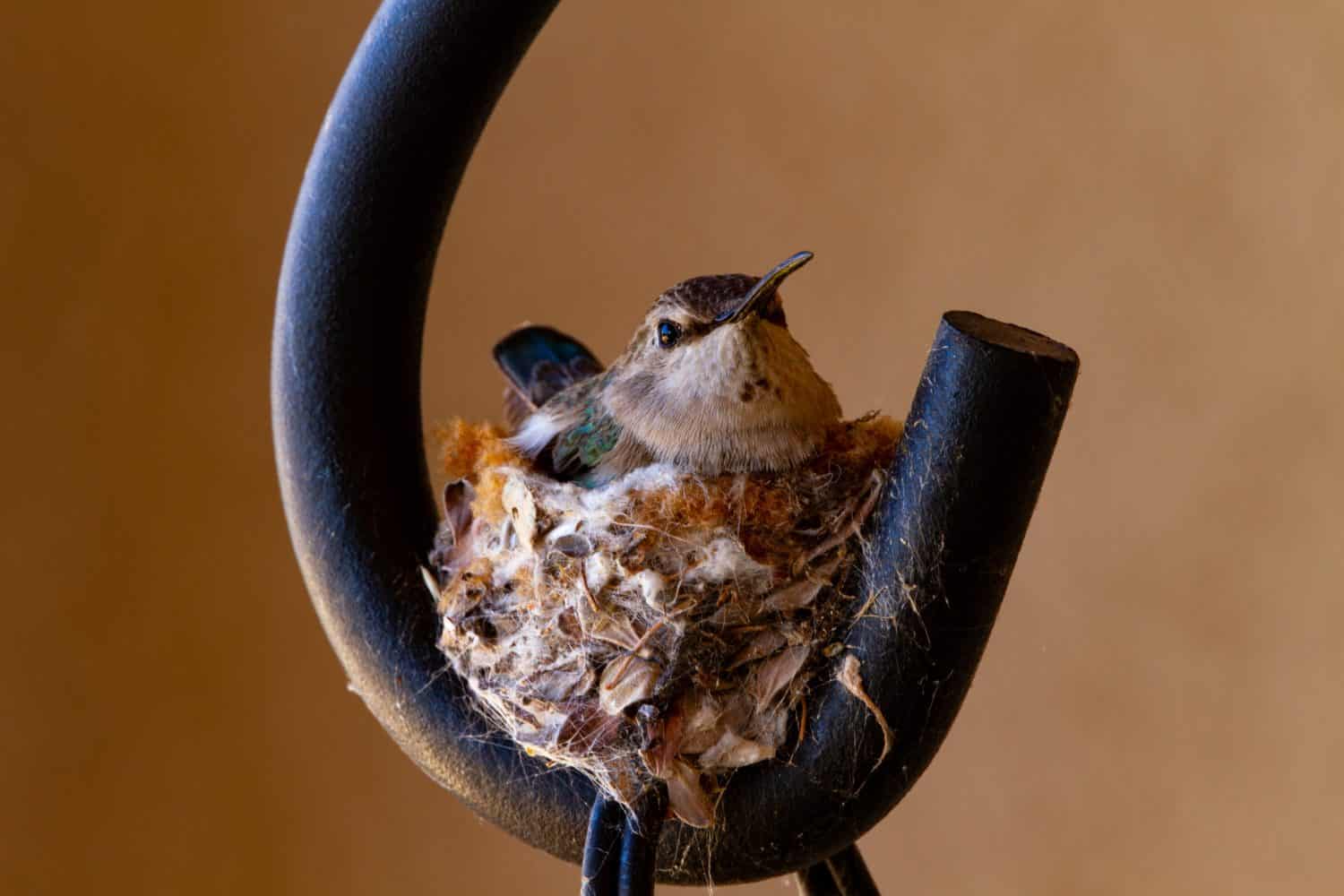 Patio planter hanger hook is home base for female hummingbird and tiny nest in civilization and nature concept