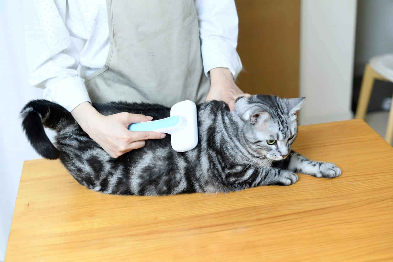 A trimmer woman trimming a cat's coat