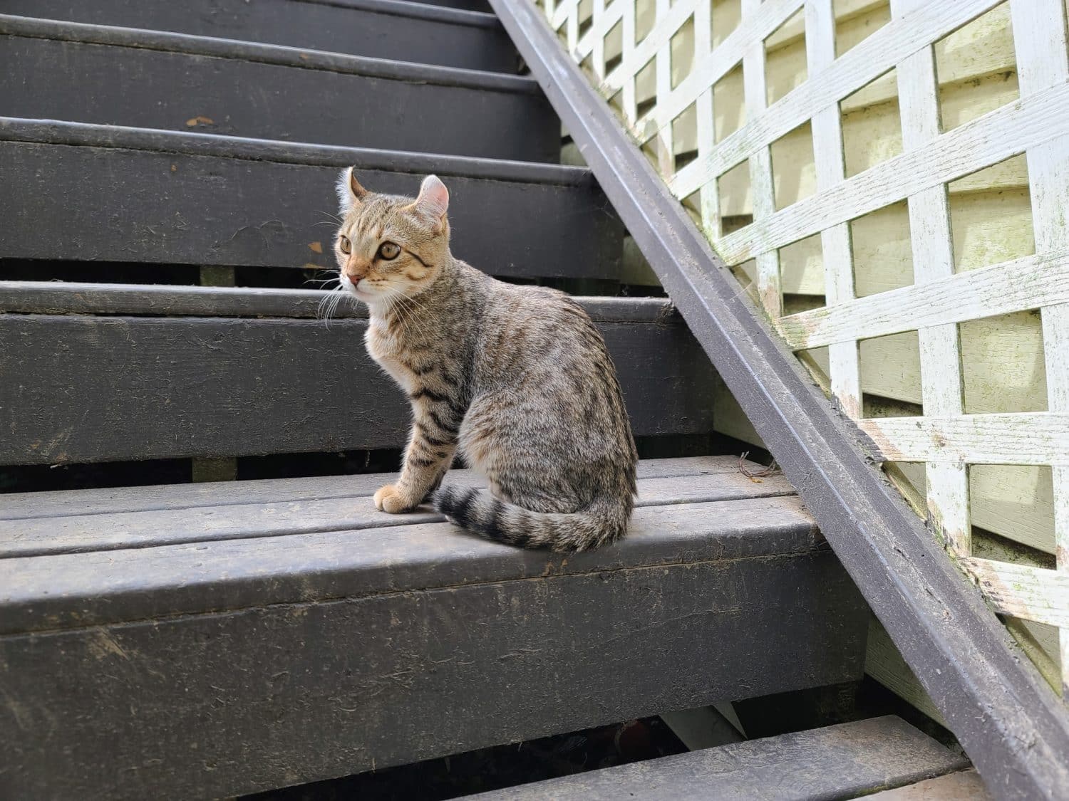 A highlander kitten sitting on a staircase.