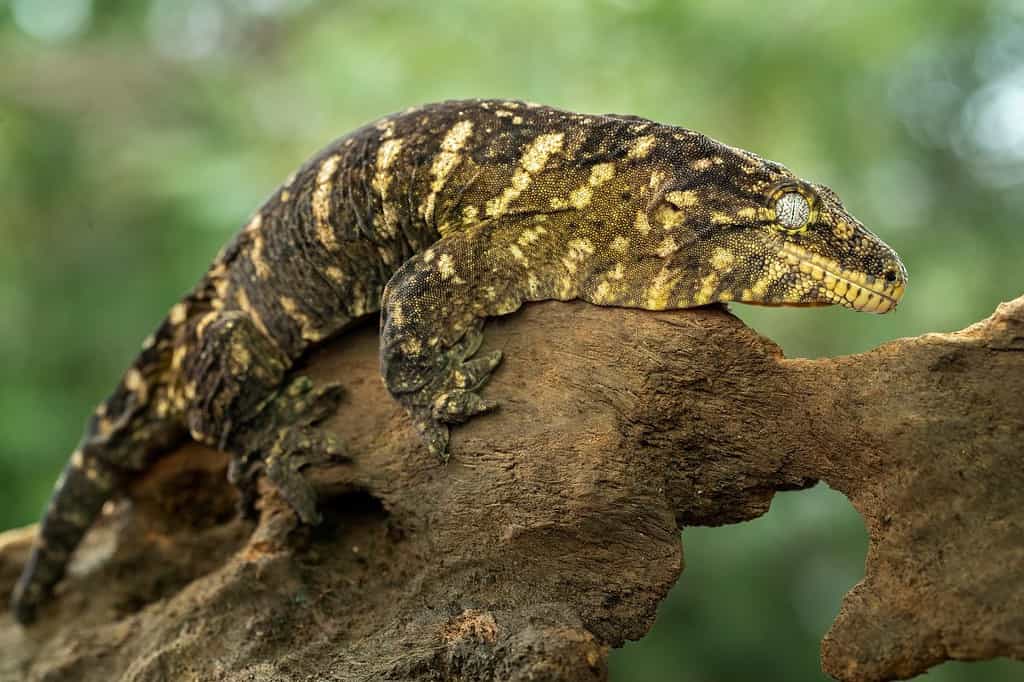 Leachie Gecko (Rhacodactylus leachianus) is the largest living species of gecko and native to New Caledonia.