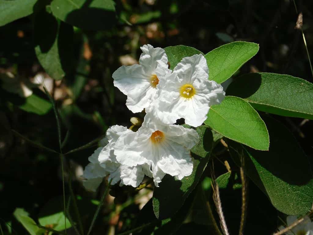 Mexican Olive Flower in Bloom