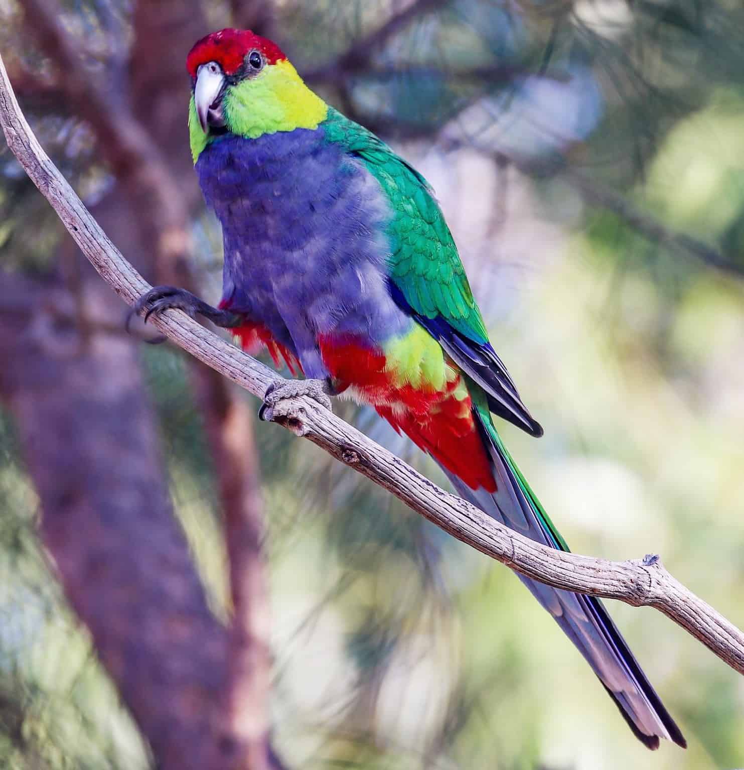 A Look at the World’s Most Colorful Birds - A-Z Animals