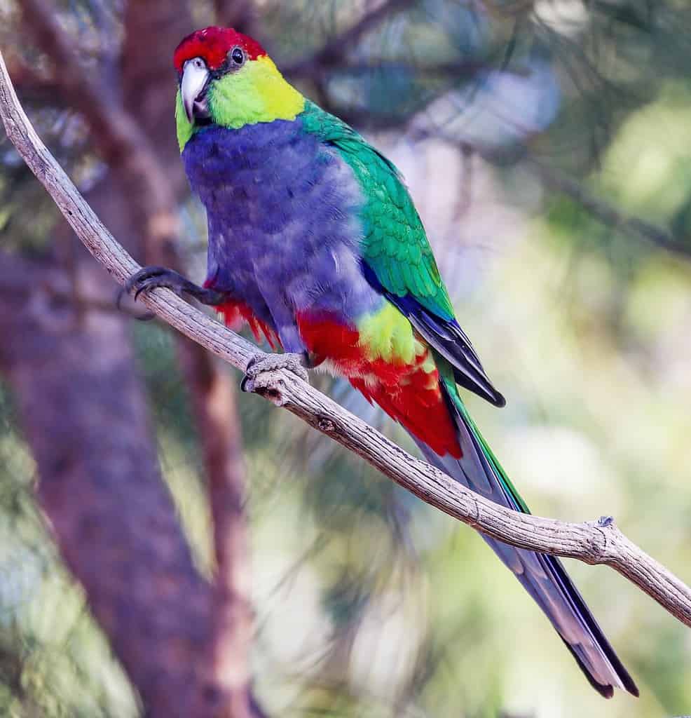 Red-capped parrot perching on a bare branch