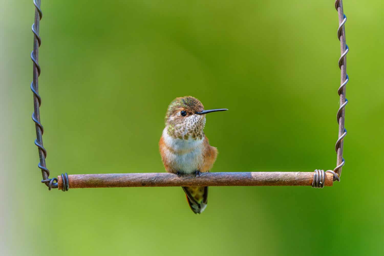 A tiny fledgling Rufous Hummingbird (Selasphorus rufus) sitting on a perch
