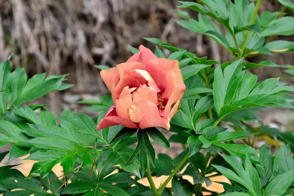 Wonderful peony flower variety Old Rose Dandy at beginning of flowering is yellowish-beige with purple tint, later a delightful red-brown color. Red spots at base of petals. Floriculture, gardening