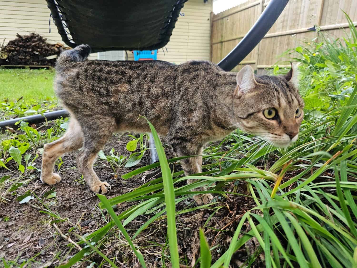 A spotted highlander cat outside exploring a garden area in a yard.