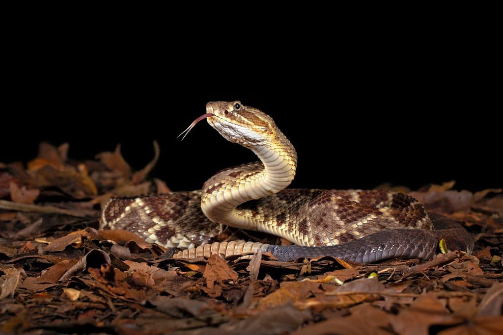 Crotalus simus is a venomous pit viper species found in Mexico and Central America. Middle American rattlesnake.