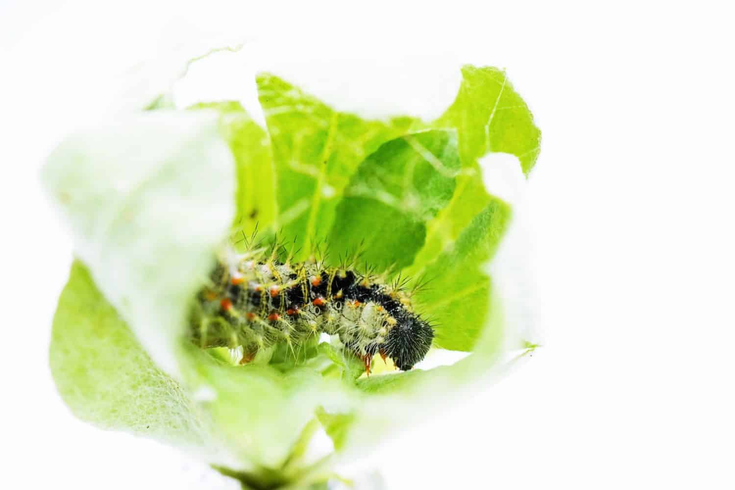 A larva of the Painted Lady butterfly collects and rolls up the leaves of Jersey Cudweed to build a nest on a white background