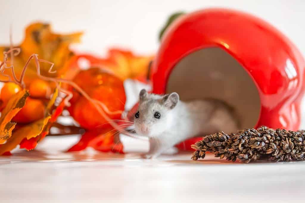 The Chinese striped hamster (Cricetulus barabensis) - pet dwarf hamster - studio shot with autumn fall decorations around