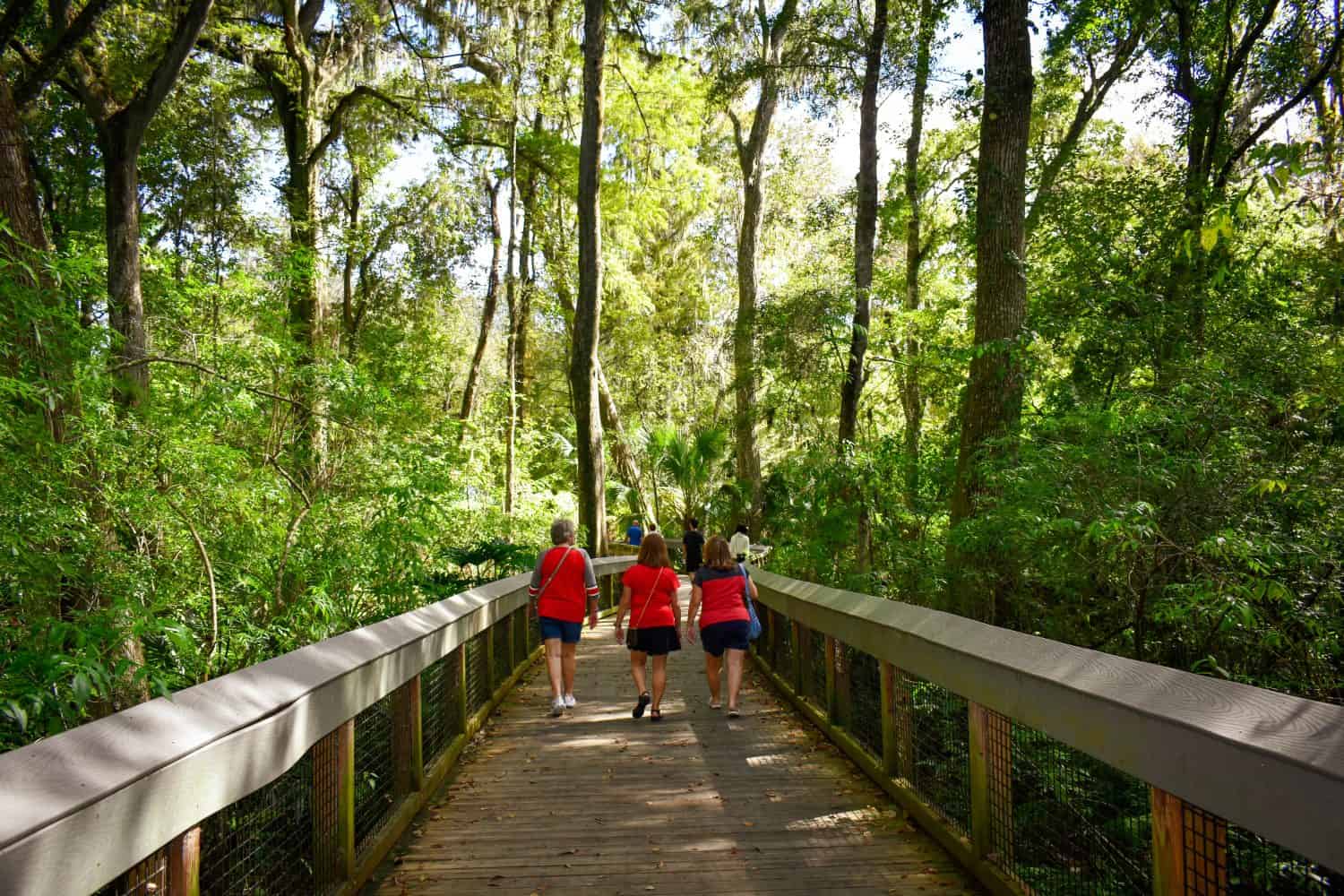 Tourists enjoying nature walking on a boardwalk in Silver Springs State Park