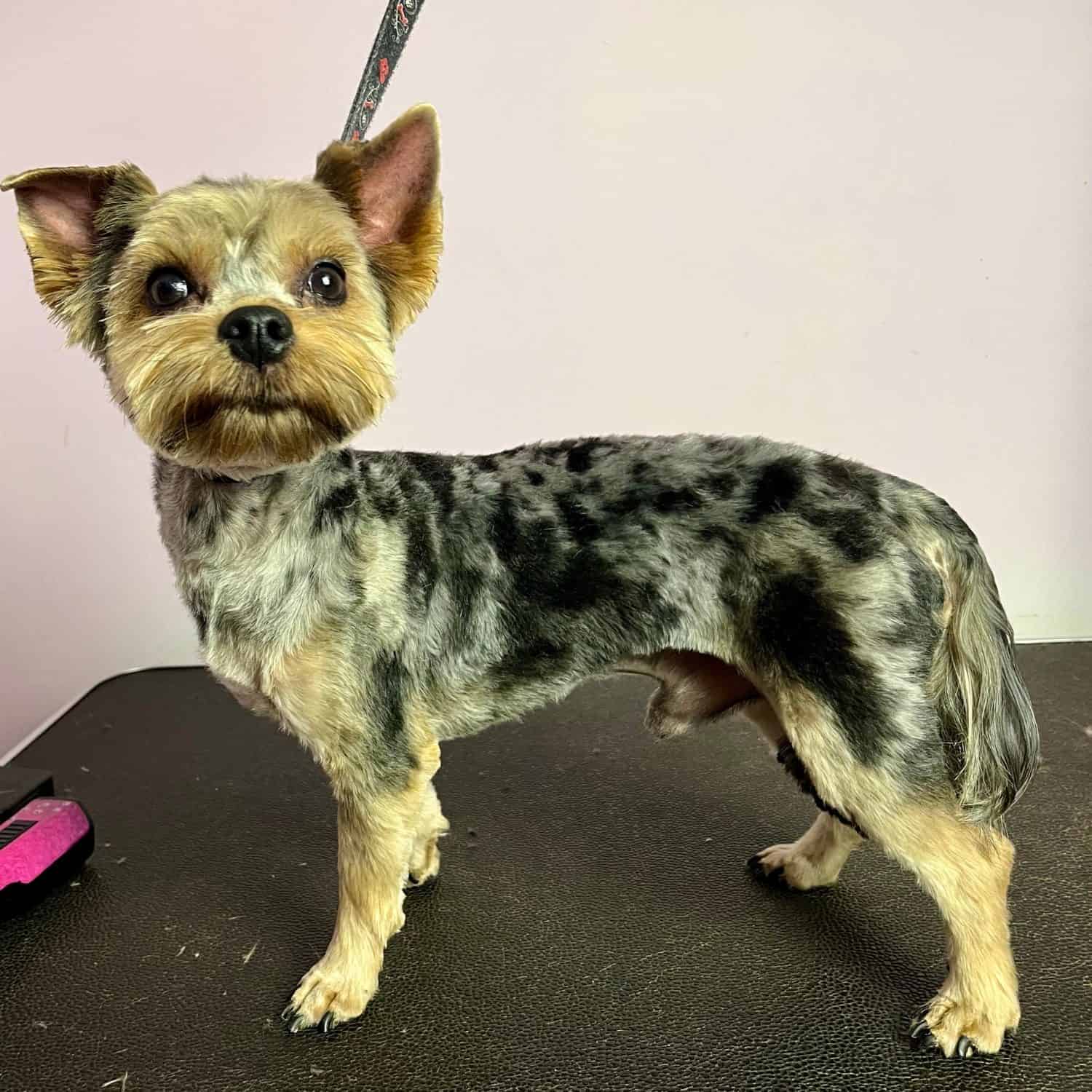 A dog of the Yorkshire Terrier breed in a merle color with a short haircut stands on a black table for a haircut after grooming. pet care. side view
