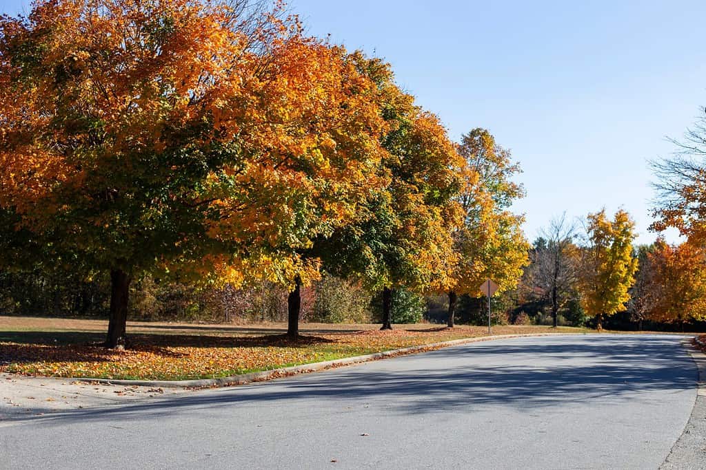 Beautiful outdoor fall trees located on Broad Street in Kernersville North Carollina MyRealHoliday