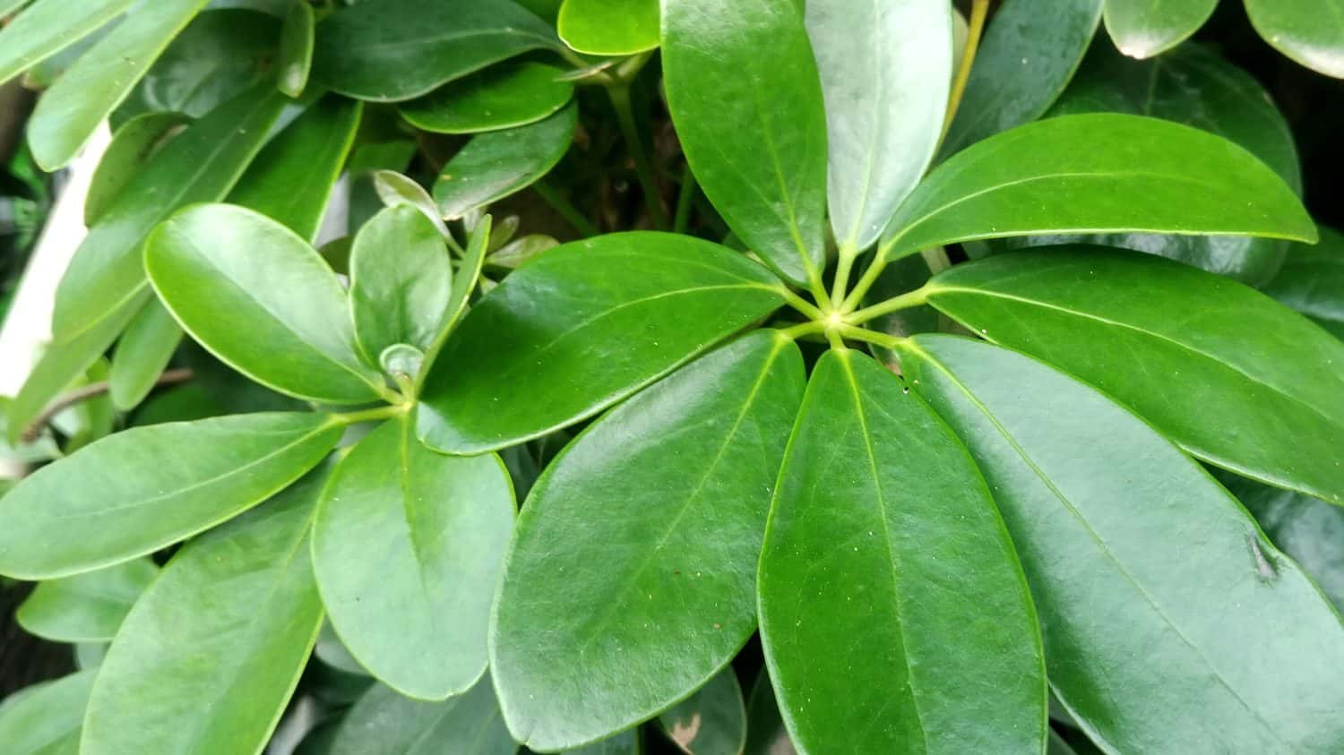Umbrella plant (Schefflera heptaphylla) or Ivy plant. In Indonesia, it is known as the Walisongo plant.