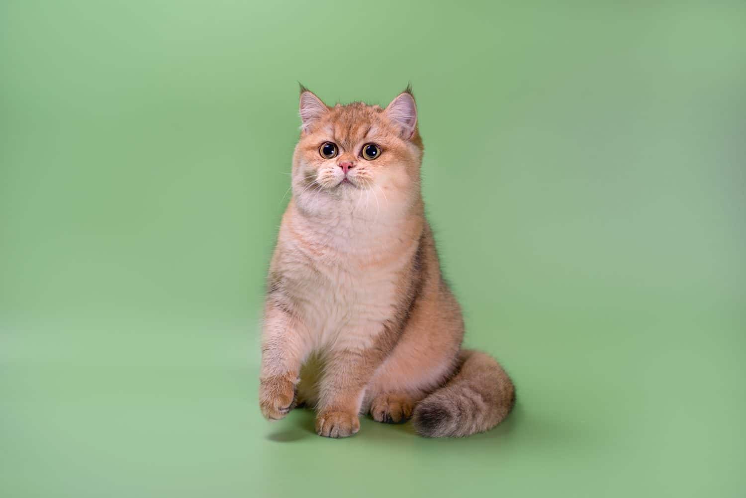 purebred british shorthair cat sitting on a green background