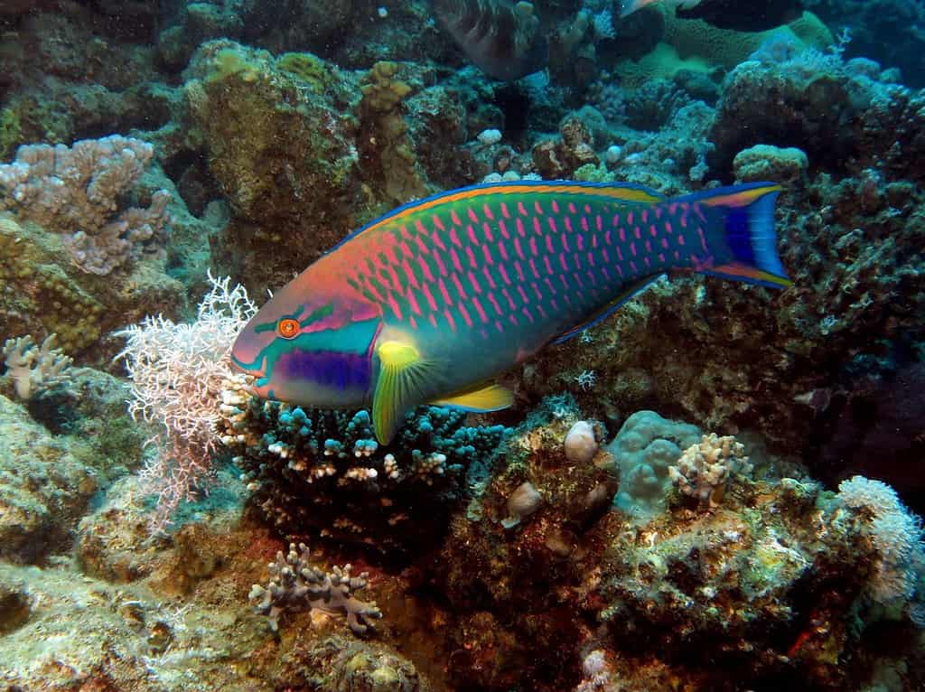 Colorful parrotfish on reef
