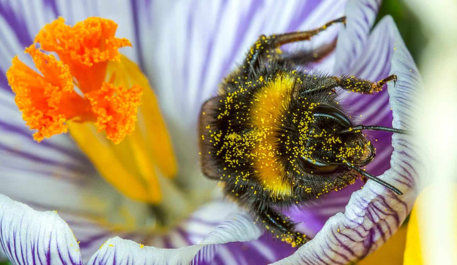Buff-tailed Bumblebee emerging from a crocus flower covered in pollen