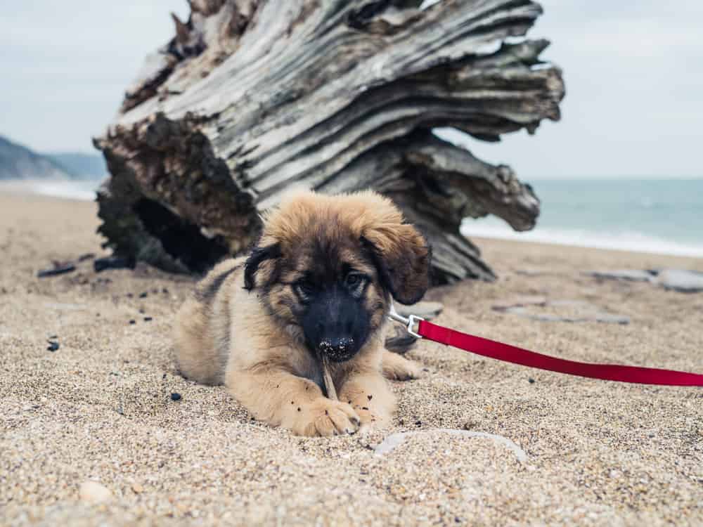 A young Leonberger puppy is on the beach by an unusual looking tree trunk and is chewing on a stick